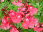 Salvia microphylla 'Pink Blush'